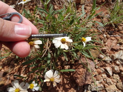 Melampodium leucanthum