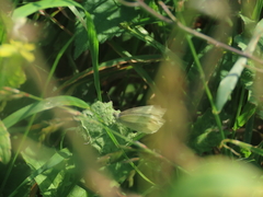 Small White Small White