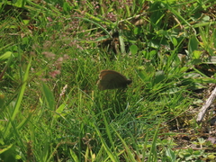 Meadow Brown Meadow Brown