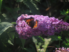 Small Tortoiseshell Small Tortoiseshell