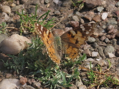 Painted Lady Painted Lady