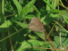 Ringlet Ringlet