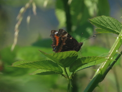 Small Tortoiseshell Small Tortoiseshell