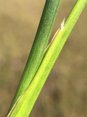 Juncus rugulosus