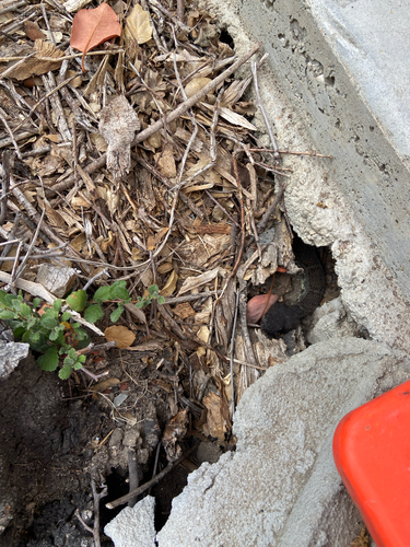 iNaturalist observation photo of Northern Pacific Rattlesnake