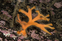 Porella compressa