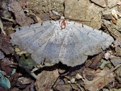 Spiloloma lunilinea