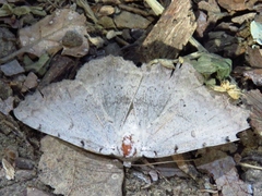 Spiloloma lunilinea