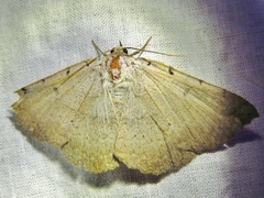 Spiloloma lunilinea