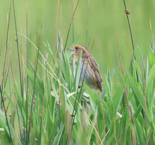 Nelson's Sparrow (Ammospiza nelsoni), photo 7