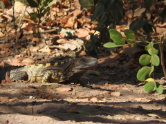 Iguanidae