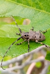 Mesosa curculionoides