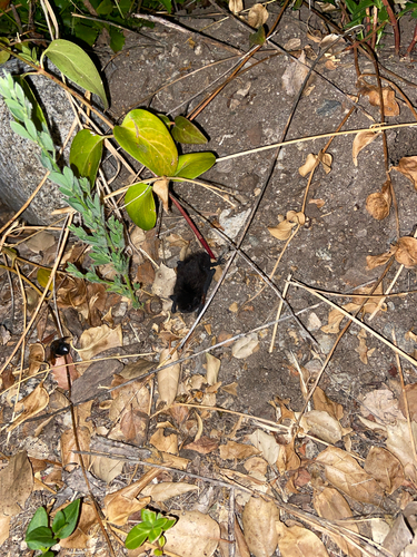 iNaturalist observation photo of Bats
