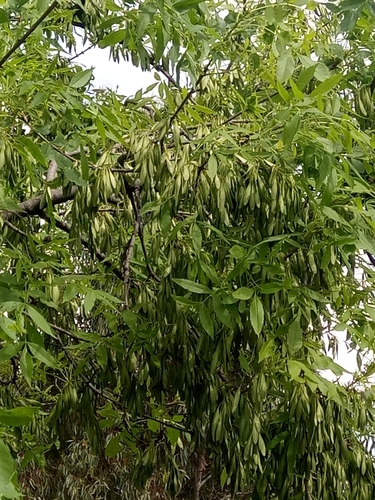 Fraxinus angustifolia subsp. oxycarpa image