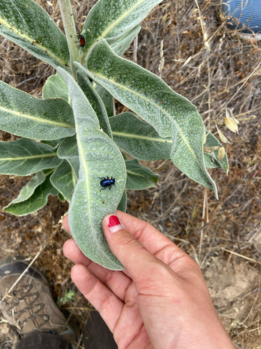 iNaturalist observation photo of Cobalt Milkweed Beetle