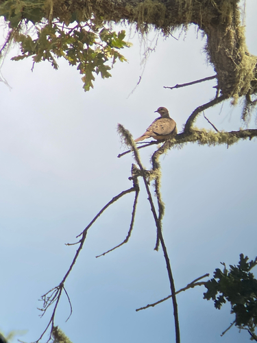 iNaturalist observation photo of Mourning Dove