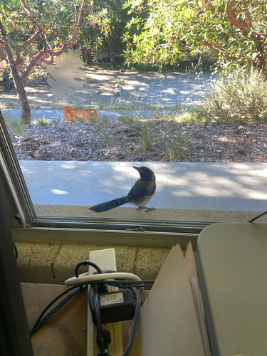 iNaturalist observation photo of California Scrub-Jay