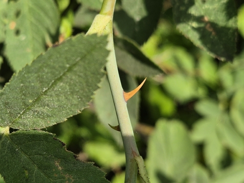 Rosa tomentosa, photograph 4
