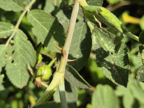 Rosa tomentosa, photograph 5