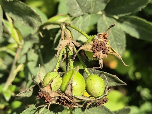 Rosa tomentosa, photograph 6