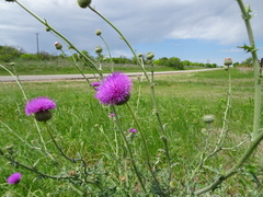 Cirsium texanum