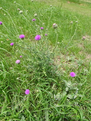 Cirsium texanum