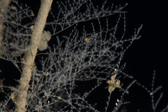 Halopteris catharina