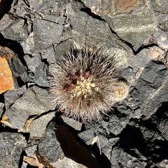 Eriosyce villosa