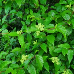 Viburnum scabrellum
