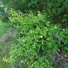 Viburnum scabrellum