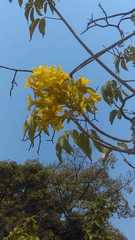 Handroanthus chrysanthus
