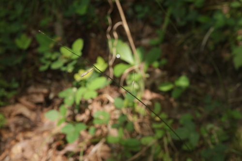 Melica mutica observed 2026-07-14