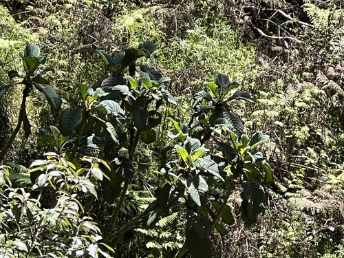 Cyrtandra cyaneoides, 2024-09-25
