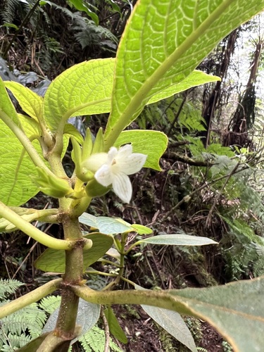 Cyrtandra kauaiensis observed 2025-02-26