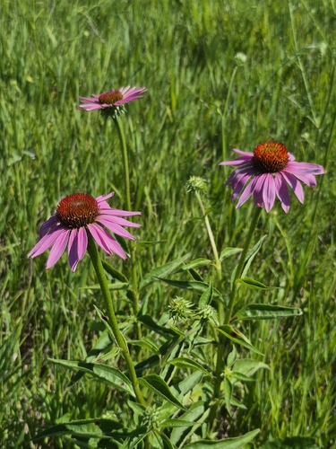 purple coneflower