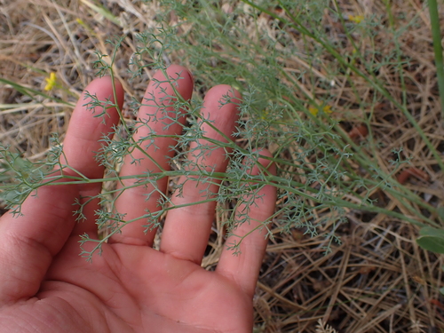 Lomatium grayi observed 2026-07-08