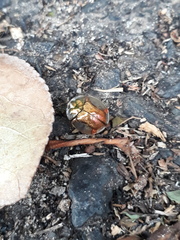 Aspidimorpha quadriremis