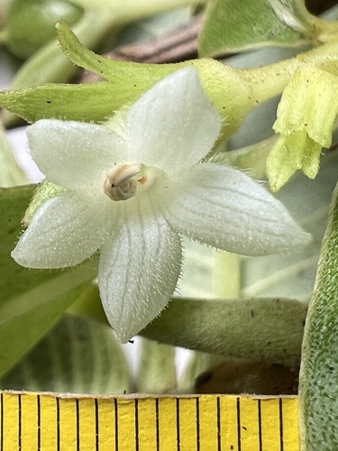 Cyrtandra kauaiensis observed 2025-09-02