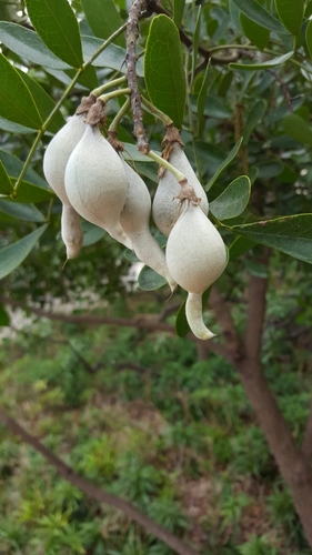 Texas mountain laurel