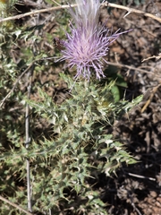Cirsium ochrocentrum, photograph author not stated, no rights reserved