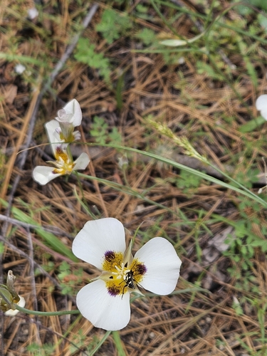 iNaturalist observation photo of Lepturini