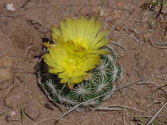 Coryphantha compacta