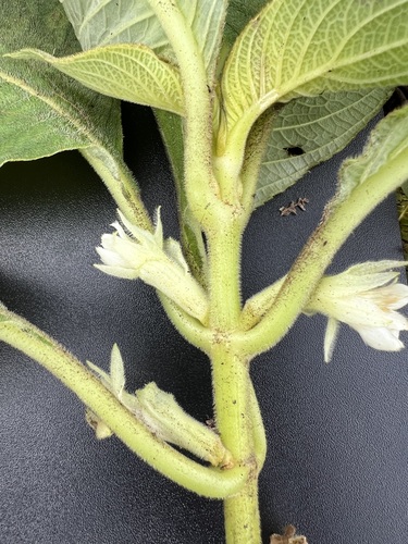 Cyrtandra kealiae observed 2024-08-21