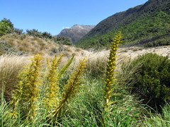 Aciphylla glaucescens