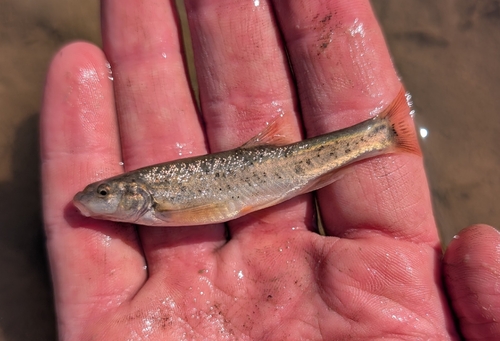 Speckled Dace