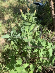 Sonchus asper asper