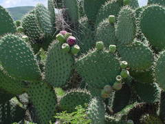 Opuntia chavena