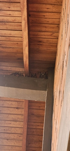 Tropical Screech-Owl