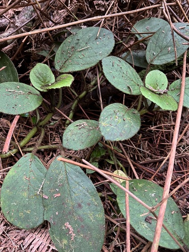 Cyrtandra oenobarba observed 2025-02-06