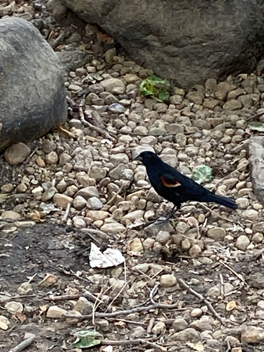 iNaturalist observation photo of Red-winged Blackbird
